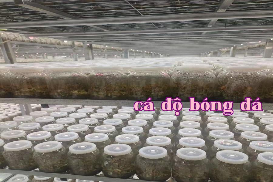 Đèn micro phát triển thực vật 08.jpg
