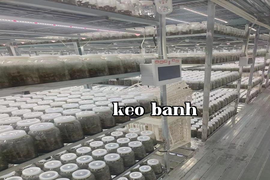 Đèn phát triển thực vật 08.jpg