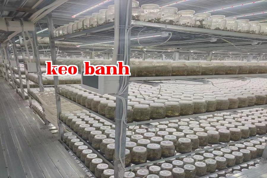 Đèn phát triển thực vật 07.jpg