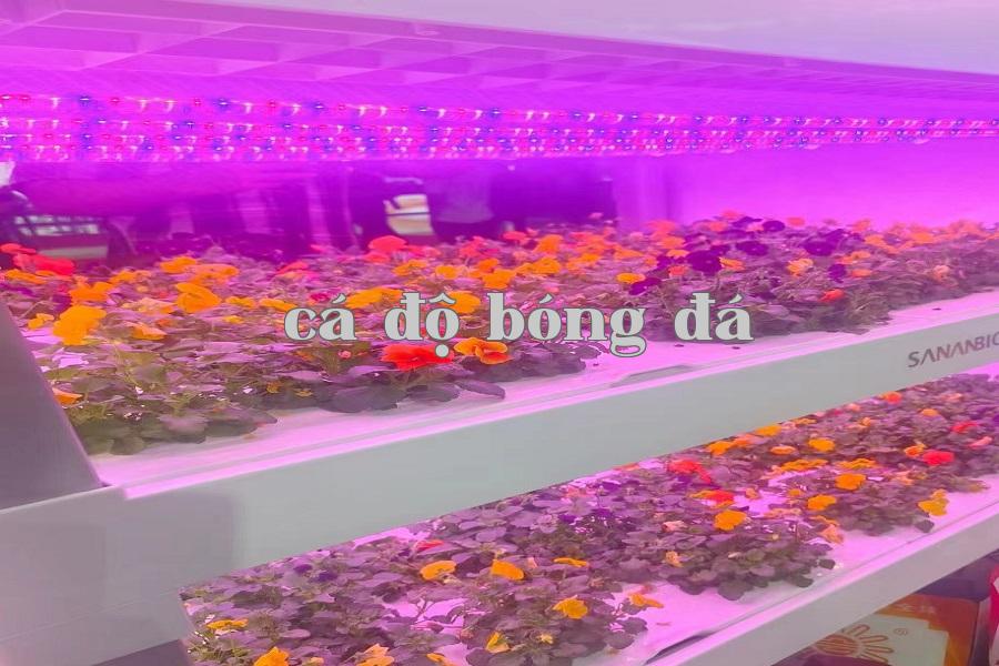 Đèn tăng trưởng thực vật 03.jpg