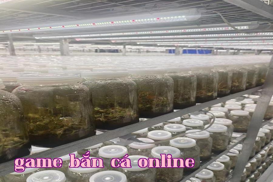 Đèn phát triển thực vật 06.jpg