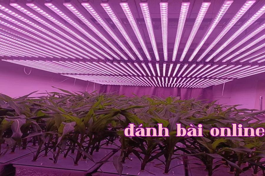 Bổ sung ánh sáng thực vật 01
