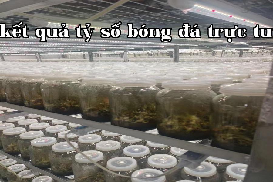 Đèn phát triển thực vật 05.jpg